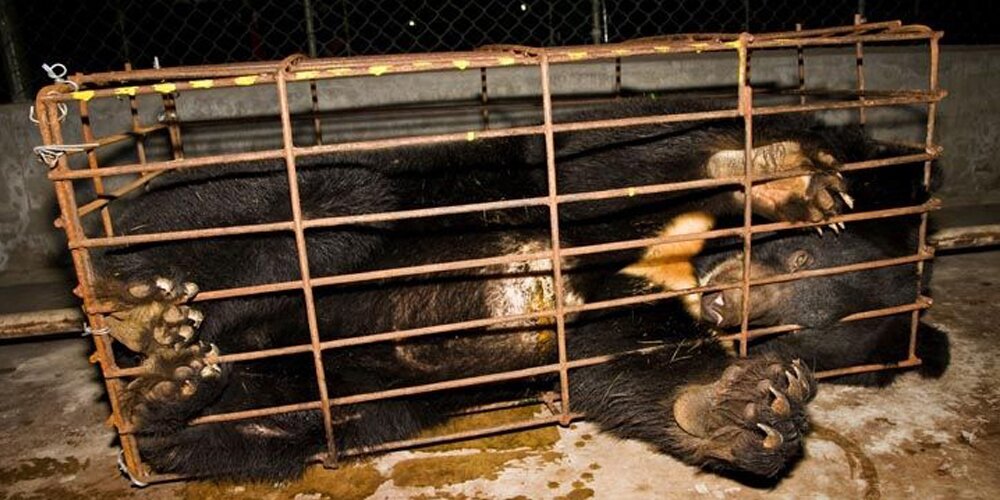 αρκούδες αιχμαλωτίζονται για την χολή τους και καταδικάζονται σε μια ζωή αφάνταστου πόνου.