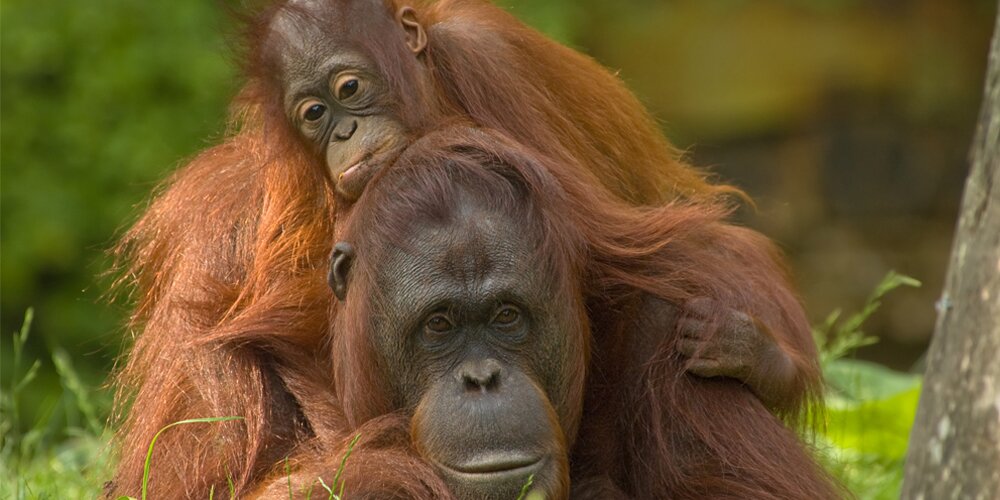 οι ουραγκοτάγκοι δολοφονούνται για την παραγωγή φοινικέλαιου