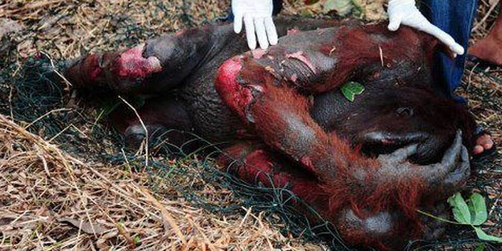 ο ουραγκοτάγκος κάηκε ζωντανός από εργάτες σε φυτεία φοινικέλαιου