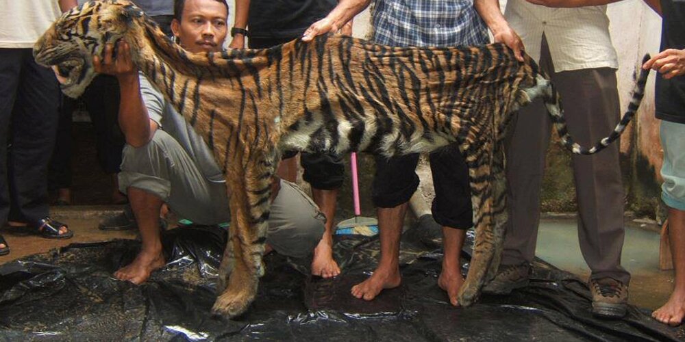 ότι απέμεινε από μια τίγρη που δολοφονηθηκε από κυνηγούς στε φυτεια φοινικέλαιου.