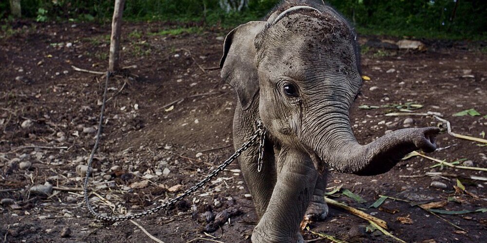 ελεφαντάκι αιχμάλωτο