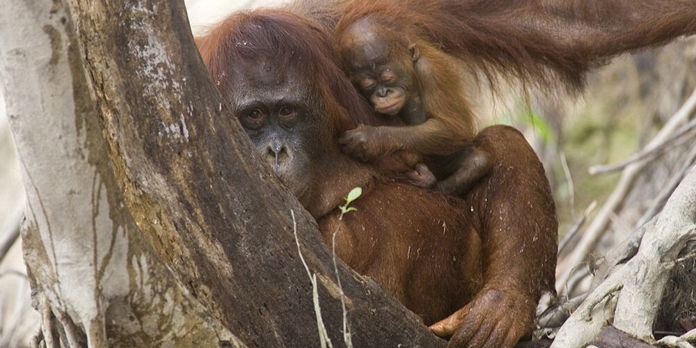 ουραγκοτάγκοι σε ότι έχει απομείνει απο τα τροπικα δάση