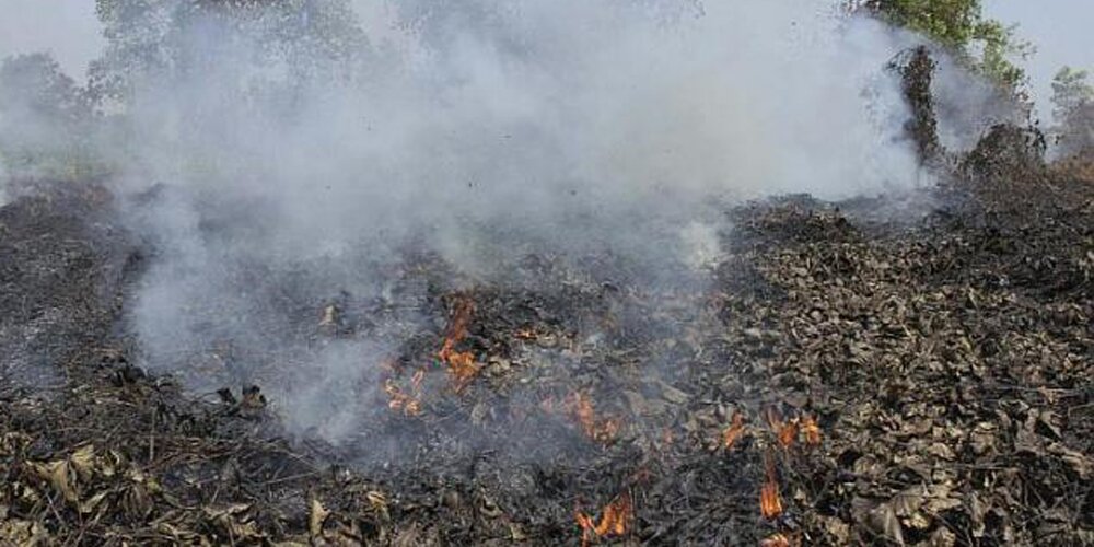 βιώσιμη παραγωγή φοινικέλαιου - ο μύθος