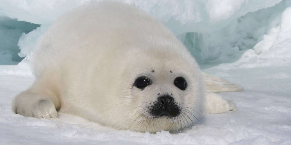 φώκια που ζει ελεύθερη