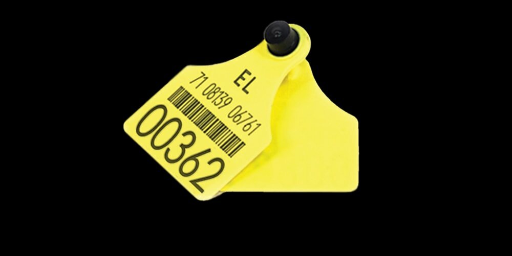 αγελάδα 362 σύνταγμα