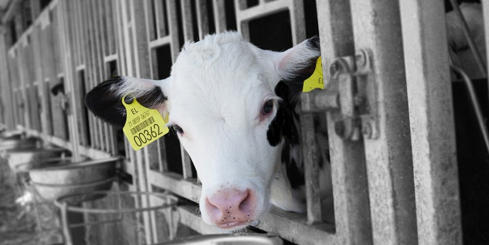 Τολμάς να κοιτάξεις τον 362 στα μάτια;